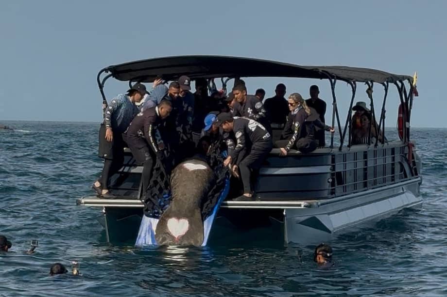 La liberación se realizó en el sector de Punta Venado, cerca del lugar donde había sido rescatado, en la zona costera de Santa Marta. /CORPAMAG