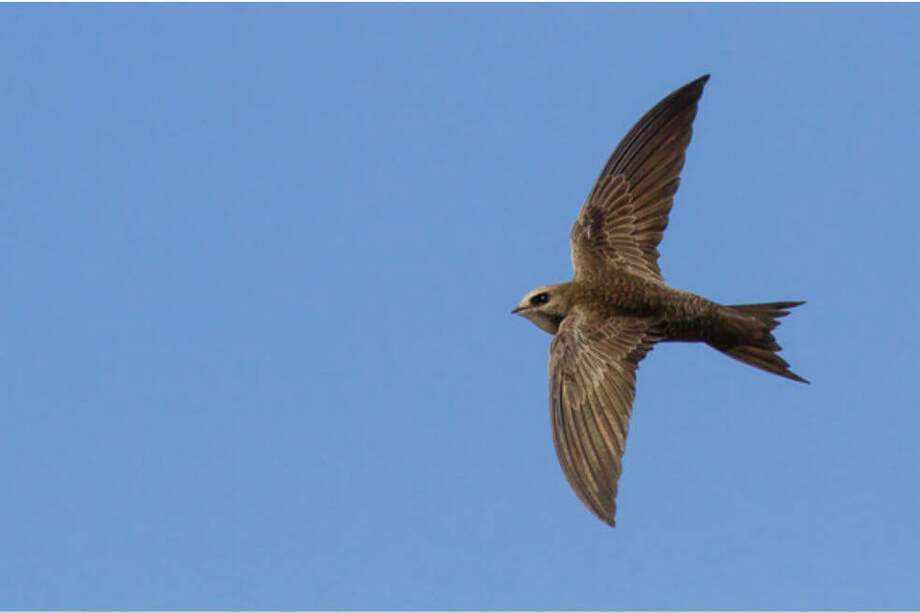 Un ejemplar de vencejo pálido, que puede permanecer hasta tres meses y medio en vuelo. / Davide D'Amico