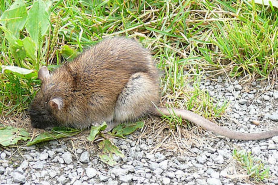 Rata de monte, alternativa nutritiva para el Pacífico