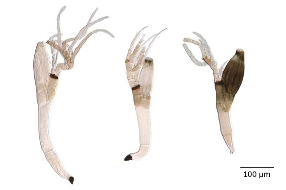 El L. quarantenae fue encontrado en una especie de escarabajo terrestre.