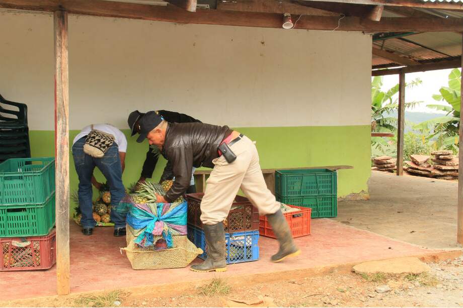 Vallenpaz busca generar desarrollo integral en el campo. / Fotos: Cortesía Vallenpaz