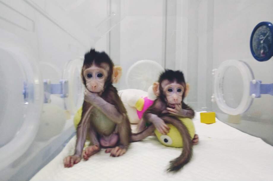 Un equipo de científicos chinos clonó recientemente a dos primates genéticamente idénticos. / CHINESE ACADEMY OF SCIENCES/EPA/EFE