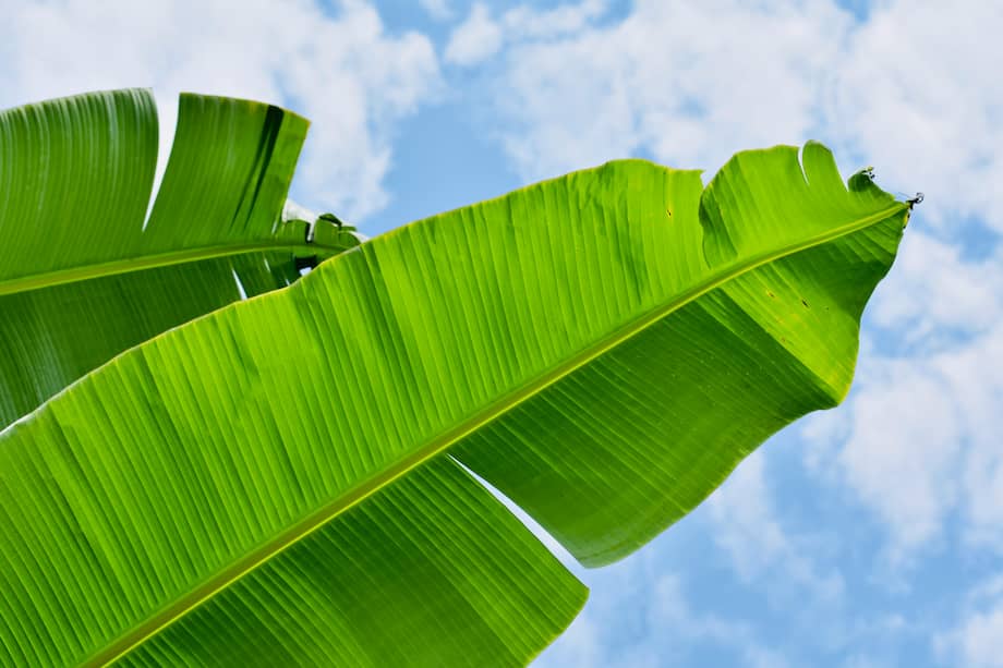 La hoja de plátano guarda siglos de tradición y sorprendentes usos.