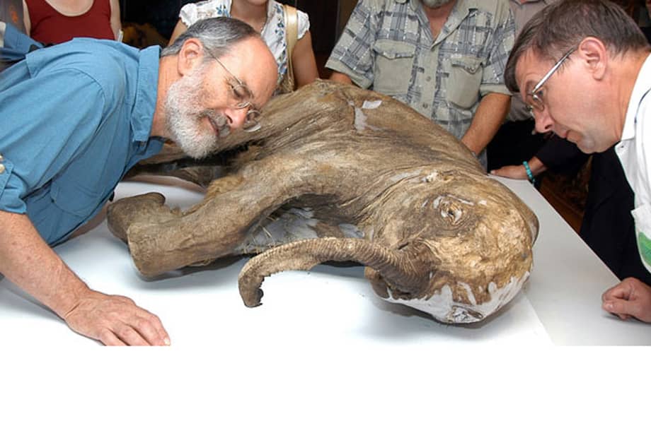 Científicos examinan un bebé mamut encontrado en la ciudad ártica de Salekhard, el mejor conservado hasta la fecha