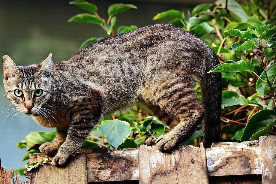 Los cambios regulares de color en el pelaje de los gatos están determinados por un gen específico.