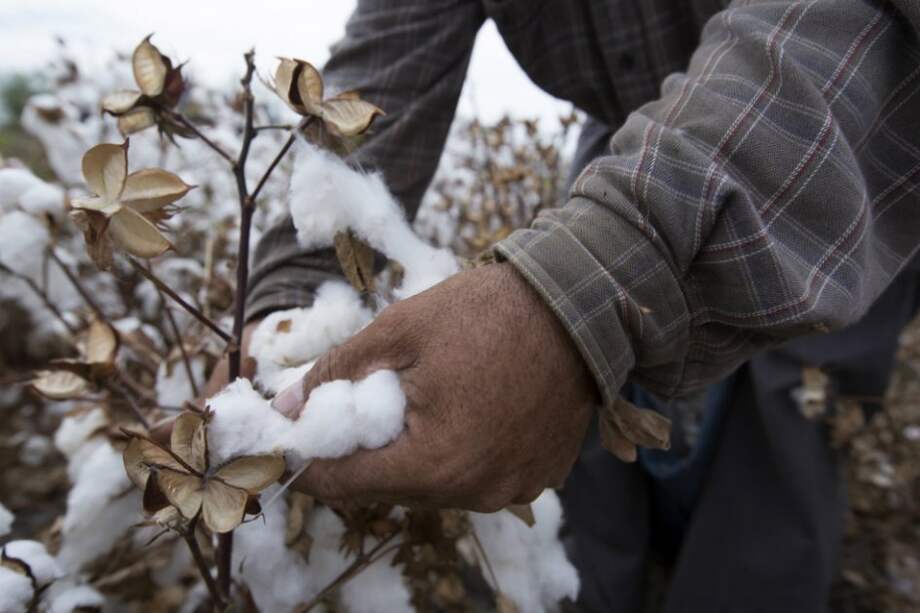 El grupo estado islámico vende ahora el algodón a intermediarios. / Bloomberg News
