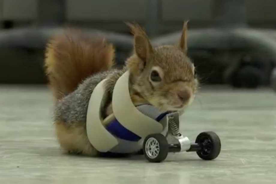 La ardilla "Karamel" con su prótesis. / Youtube
