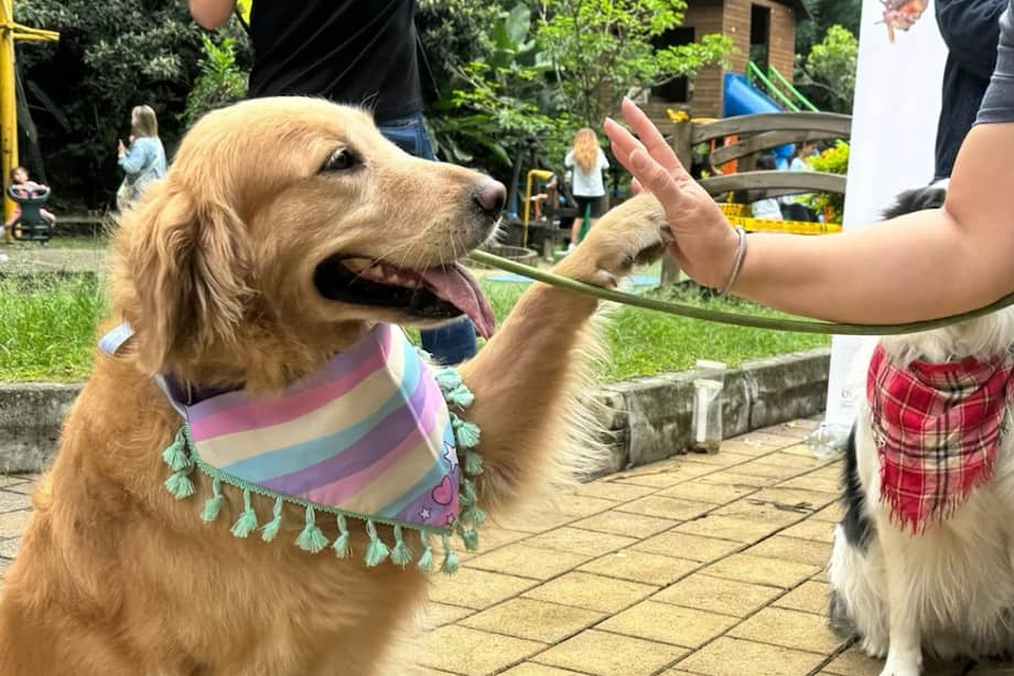 Los eventos tienen como objetivo la adopción responsable y donación de alimentos para mascotas.