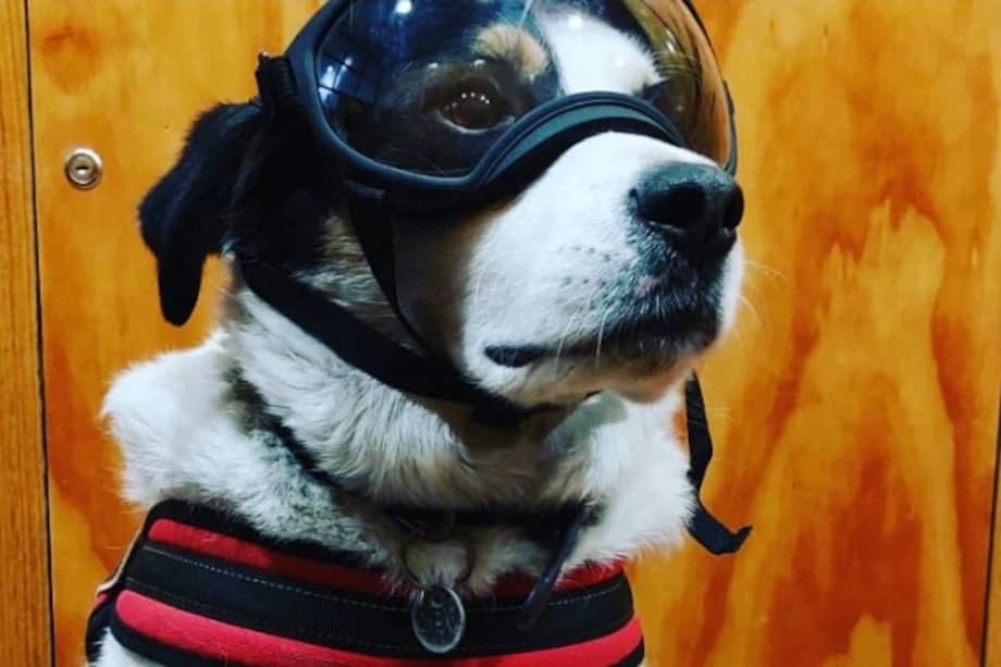 Copón fue rescatado por bomberos de la Quinta Compañía Pompe France de Valparaíso, Chile, tras ser encontrado con una pata fracturada. Hoy es parte del cuartel.