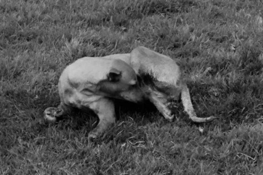 Congreso pide investigar a profundidad caso de perra mutilada