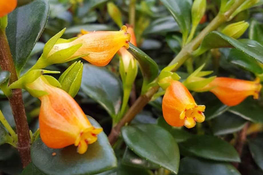 Planta pescadito
