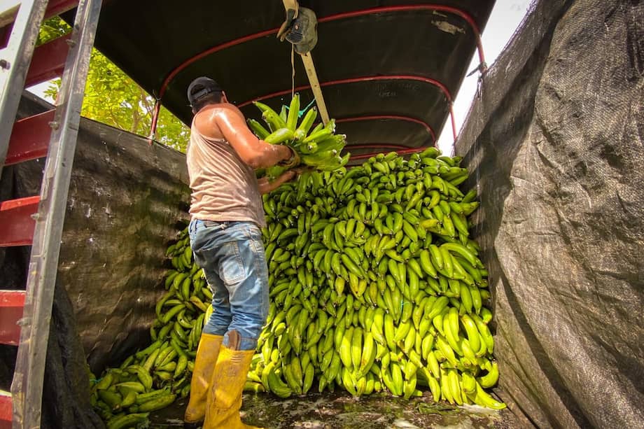 El plátano encabeza la lista de los alimentos que más han bajado de precio.