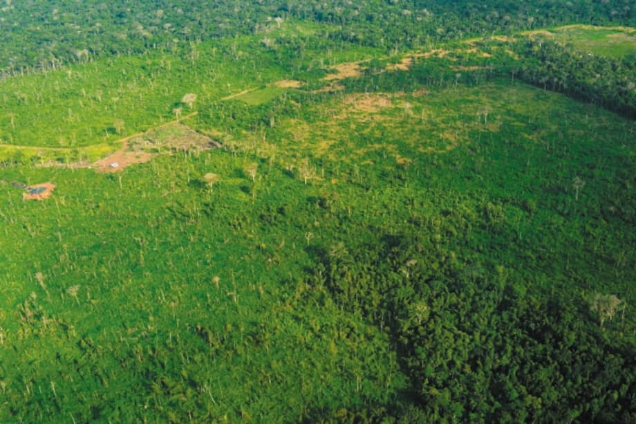 El 43 % de la pérdida de bosque en la Amazonia se ubicó a menos de un kilómetro de una carretera /Rodrigo Botero