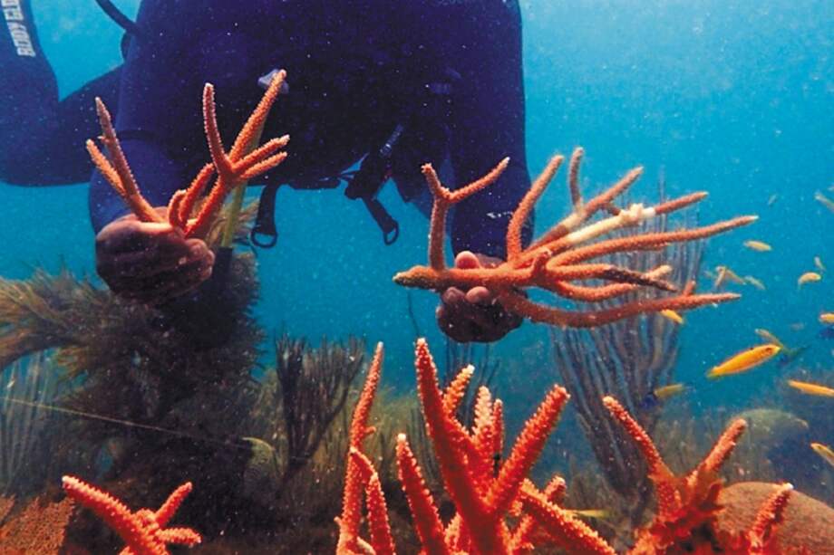 Un equipo compuesto por seis jardineros de coral logró trasplantar 128 colonias del coral "cuerno de ciervo" en 32 metros cuadrados de arrecife en la Reserva de la Biósfera Seaflower.