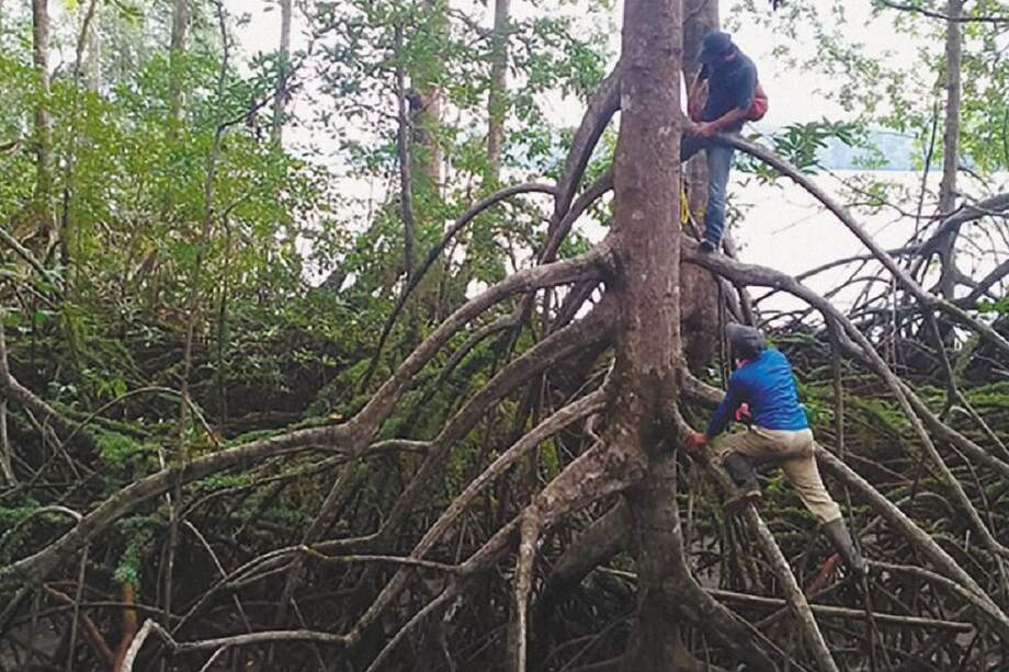 Los expertos durante la medición de los árboles en Santa Bárbara de Iscuandé. / Fotos: Gustavo Castellanos-Galindo - WWF Colombia
