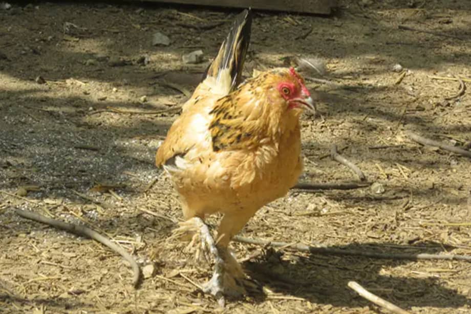 La gallina tiene una hija llamada Millie que tiene 15 años de edad.