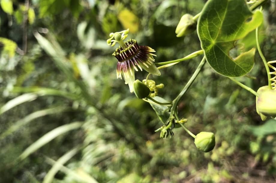 Durante 135 años, la planta Passiflora clypeophylla se mantuvo resguardada entre los escarpados acantilados de la comunidad Rubel Cruz.