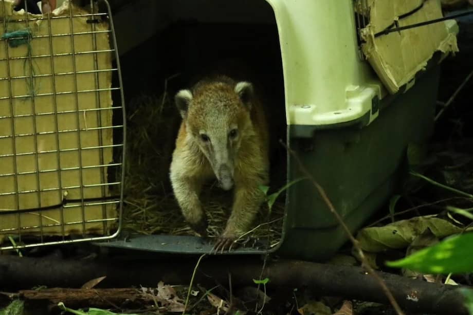 Vemos un cusumbo liberado llegando a su nuevo hábitat.