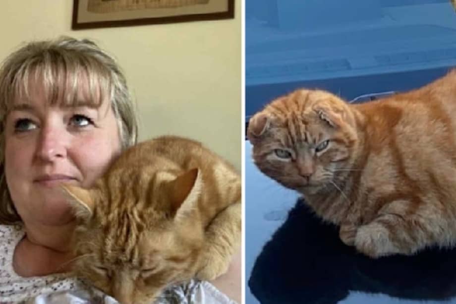 Tras llevarlo al veterinario, descubrieron que el gato tenía un microchip registrado con otro nombre: “Bob”.