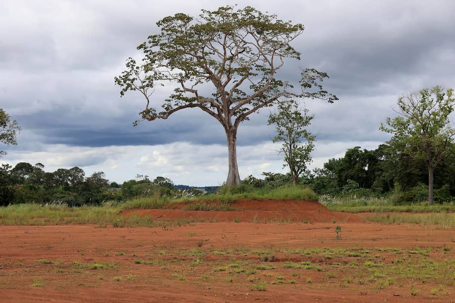 Fotografía que muestra un árbol en Capira (Panamá).