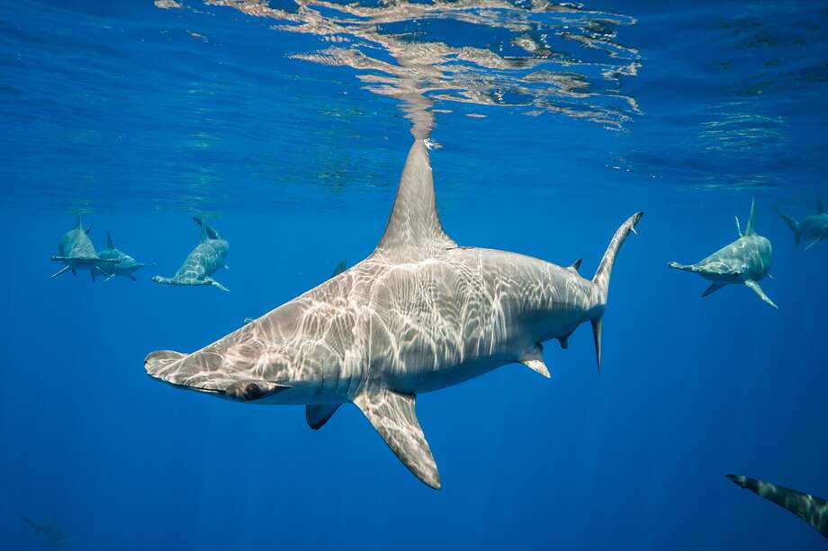 Tiburones martillo frente a la costa de Kona, en la Gran Isla de Hawai.