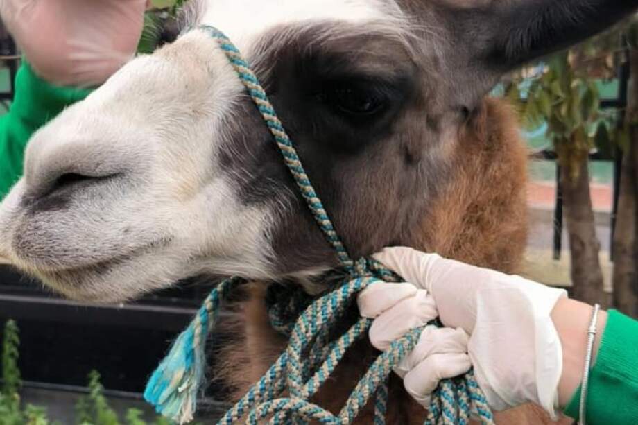 Los animales se encontraban en deficientes condiciones de salud.