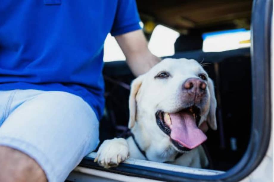 En Colombia cada vez es más común viajar con su perro o gato.