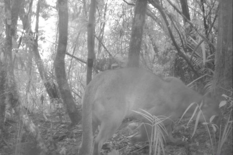 Esta es la fotografía del puma en el Parque Natural Nacional Chingaza. / / Cortesía PNN