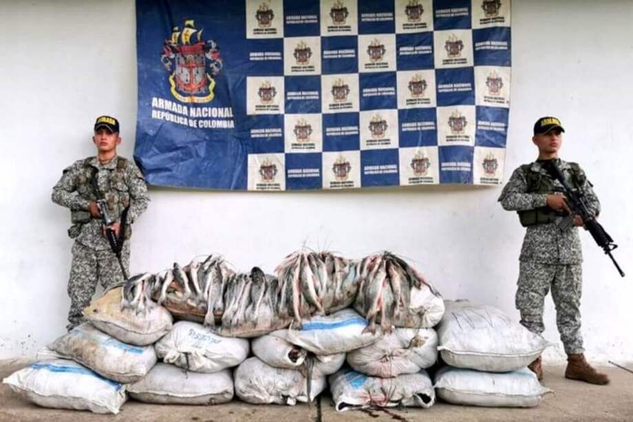 Las operaciones no dejaron a ninguna persona capturada, solo se puso a disposición de las autoridades competentes el pescado incautado. / Twitter @ArmadaColombia