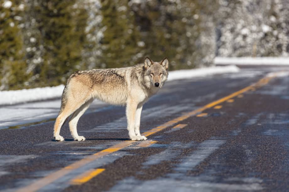Imagen de un lobo gris en el Parque Nacional Yellowstone.