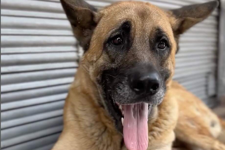 Él es Hachiko, perro que fue abandonado en Antioquia.