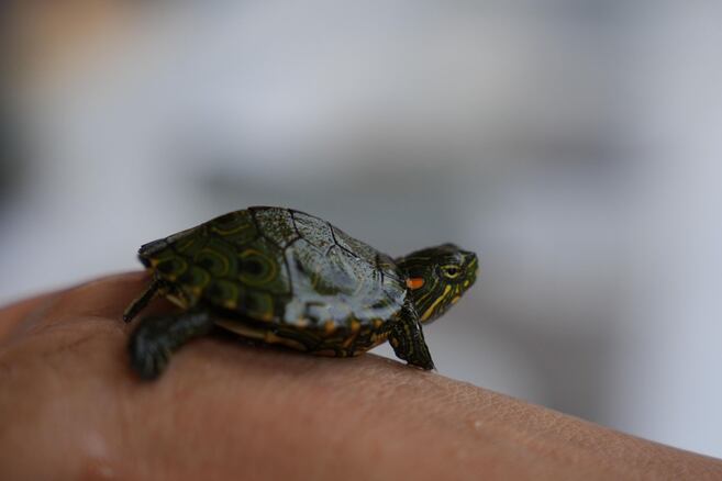 Más de 1.000 crías de esta tortuga vulnerable son liberadas en ciénaga de Magdalena