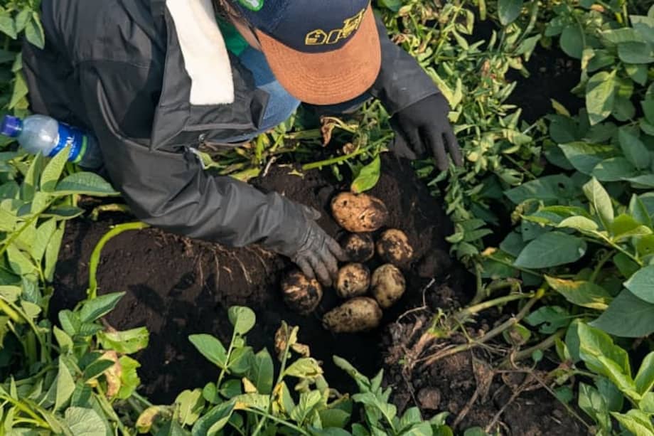 La iniciativa que busca hacer más sostenible la producción de papa en Colombia.