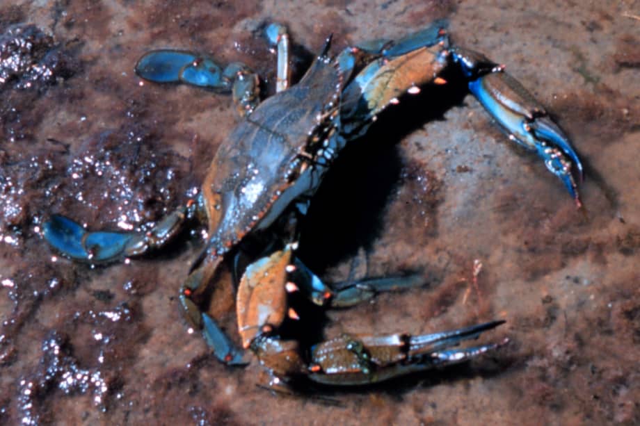 Irene vio a una jaiba azul gigante que se paseaba de un lado al otro, y de su caparazón emergían diminutas jaibas azules que luego se deshacían sobre el suelo y formaban un caño gris.