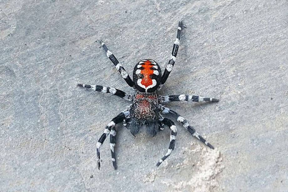 La nueva especie, descubierta en Irán, mide 0.3 pulgadas de largo y no es peligrosa para los humanos.