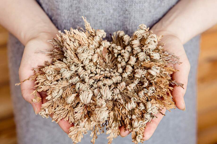 Una base de datos genómica sobre plantas de resurrección podría ayudar a desarrollar cultivos más resistentes a la sequía sin modificar su ADN.