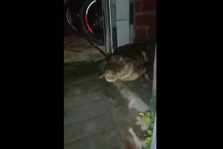 En un video capturado por la comunidad de Jamundí, se vio a una babilla en zona residencial.