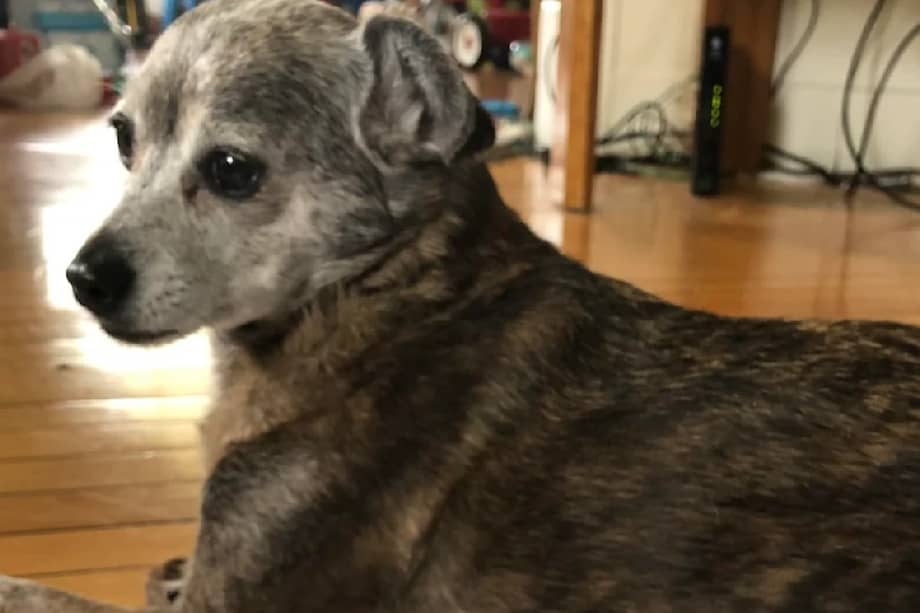 De acuerdo con un estudio de 2018 realizado por la Universidad Estatal de Arizona y la Universidad de Missouri, la identificación visual en los refugios suele ser errónea.