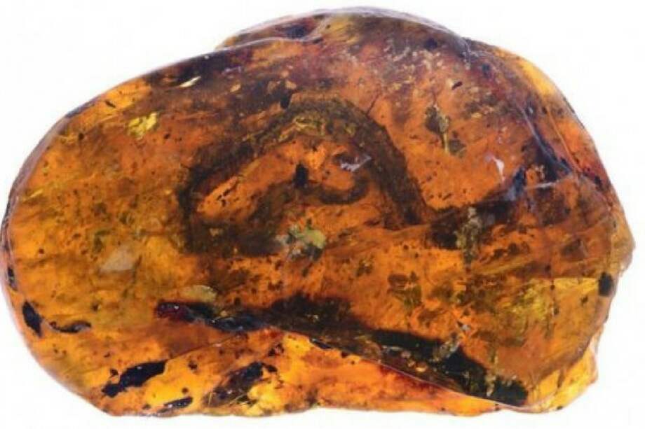 Un individio fosilizado con 99 millones de años es considerada la más antigua encontrada en un bosque. / Ming Bai - Academia de Ciencias de China.