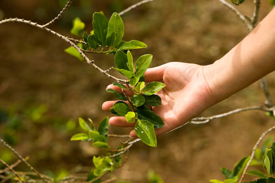 La hoja de coca que se usa mayormente en Colombia, es una variedad que se llama “pajarita”.