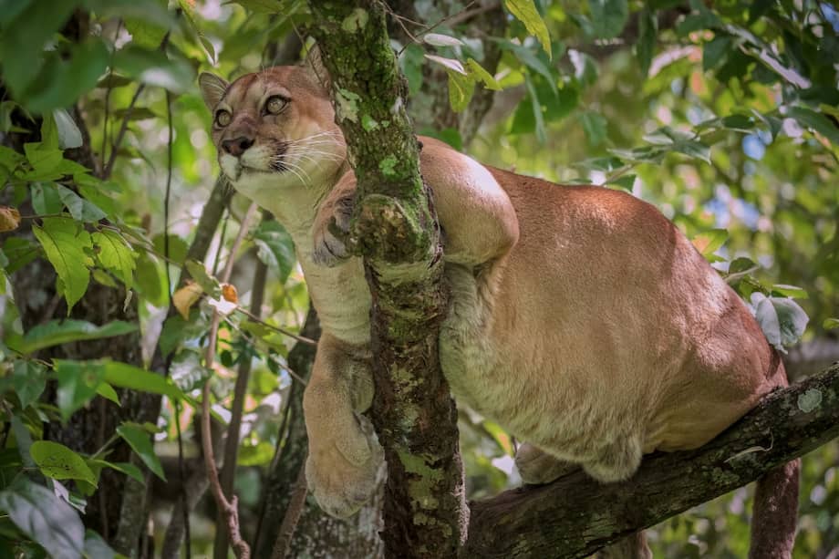El DRMI Cuchilla del San Juan alberga a especies claves y carismáticas como el puma (Puma concolor).