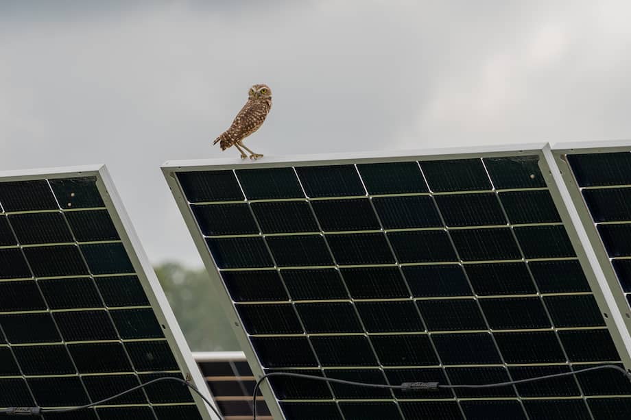Mochuelo en el Parque Solar Cañahuate I de Drummond Energy: un reflejo de armonía entre la energía renovable y la biodiversidad.