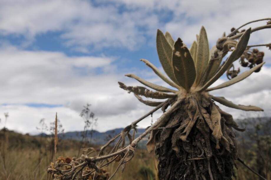 Páramo Guargua / Foto: Diana Sanchez