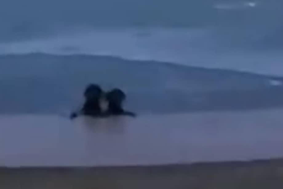 Estos son los perros atrapados en el estanque con aguas heladas, casi congeladas, de Indiana.