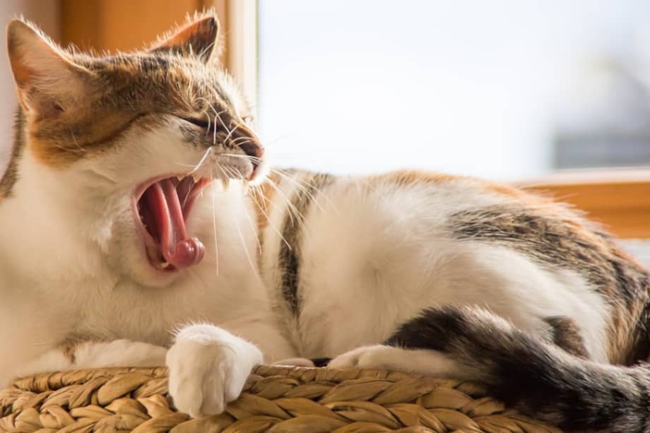 La tos en los gatos se puede dar por razones infecciosas y no infecciosas.