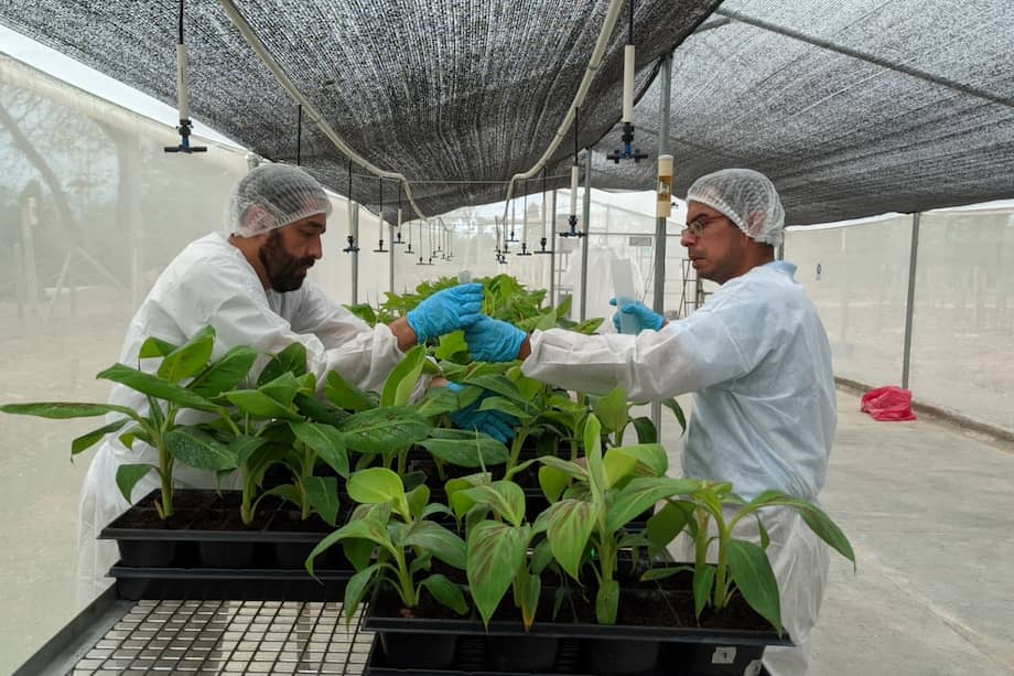 Investigadores de Agrosavia trabajan en el desarrollo de materiales híbridos resistentes y/o tolerantes a la enfermedad.