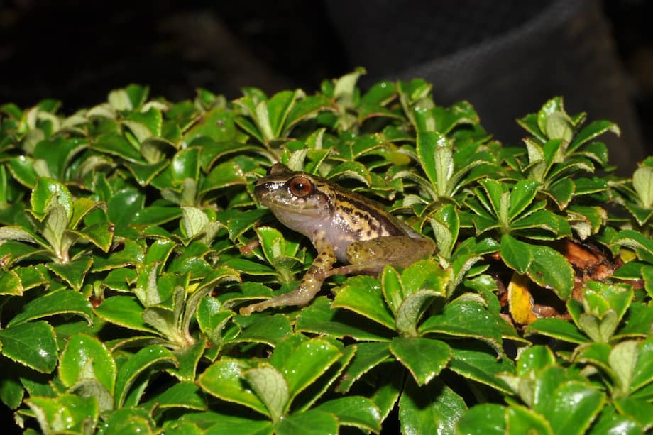 Las nuevas especies fueron encontradas en la zona de páramo del Parque Nacional Natural Farallones de Cali.