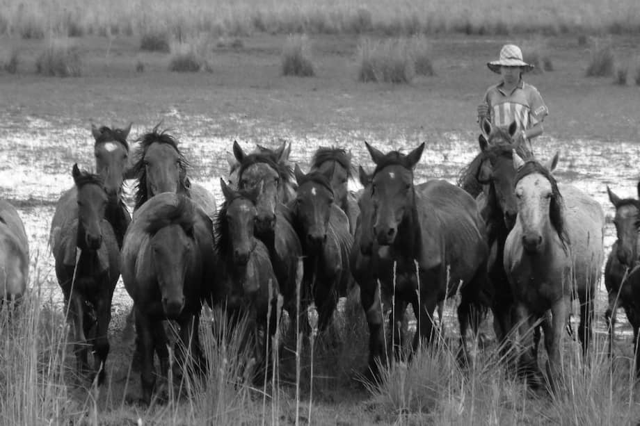Los Cantos de Trabajo de Llano representan un conjunto de expresiones inmateriales de la Orinoquía colombo-venezolana. / Cortesía