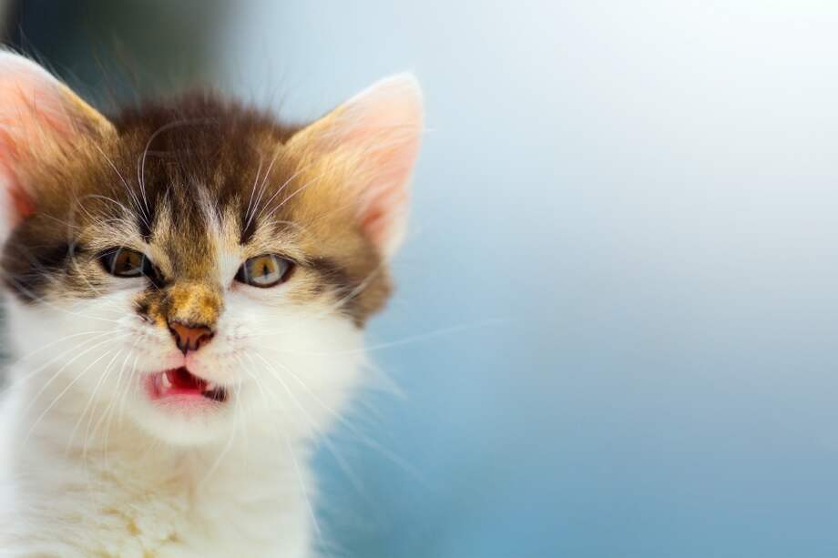 Los gatos, como la mayoría de los animales domesticados, conservan varios rasgos juveniles hasta la madurez y dependen de los humanos para su cuidado / Pixabay