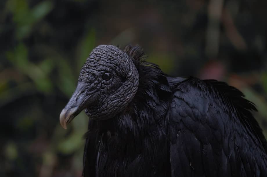 El chulo, ave carroñera presente en la bandera de Concepción, simboliza el equilibrio ecológico, la resistencia y la identidad histórica del municipio santandereano.
